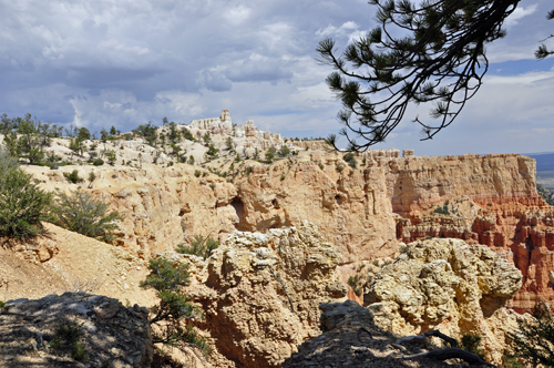 Tree branches frame the hoodoos